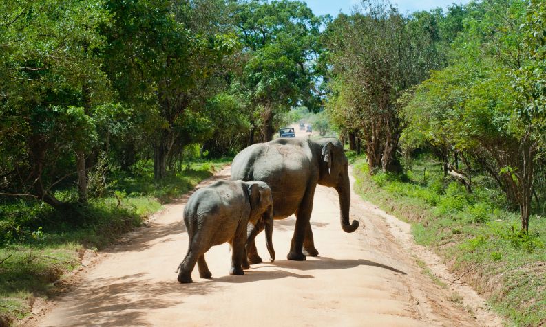 The Kasigau Corridor REDD+ Project – Phase II