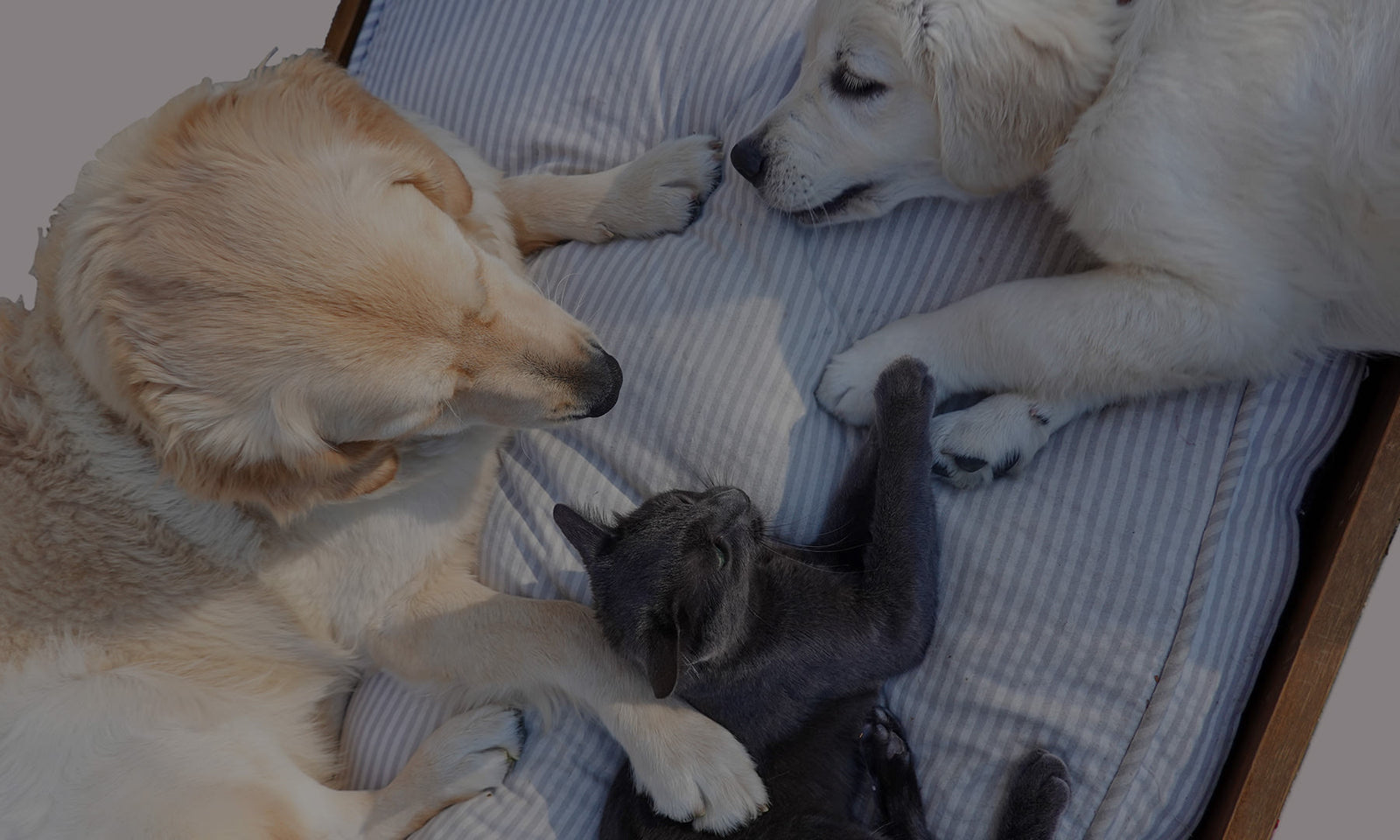 Enable your furry friend to make a positive environmental impact